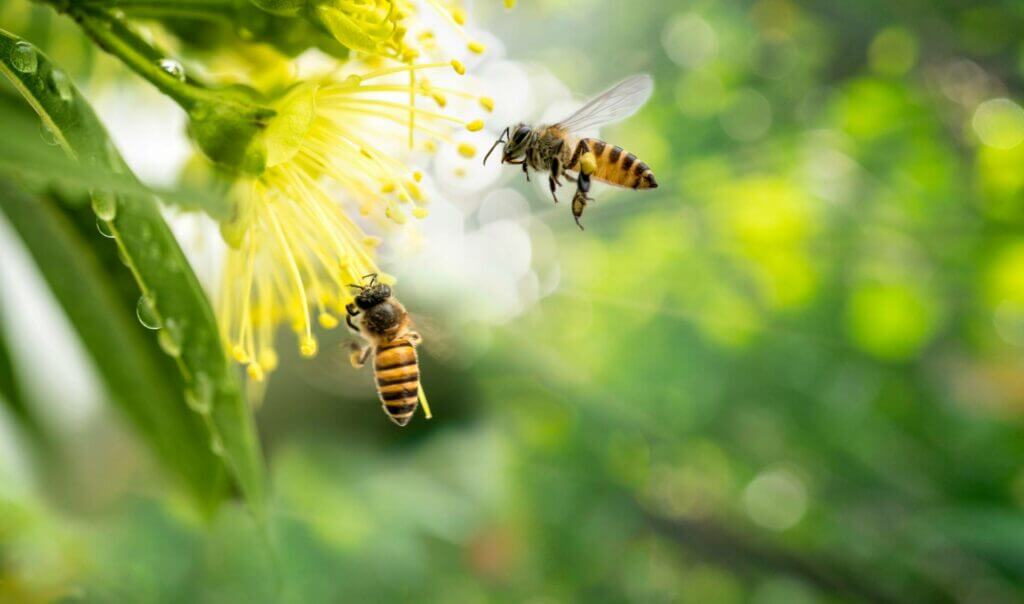miel-martinique-guadeloupe-guyane-antille-luxe-honey-abeille_1968765202(1)